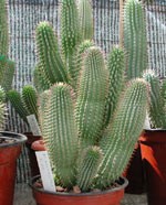 Weight loss. Hoodia - natural plant that helps fight fat.